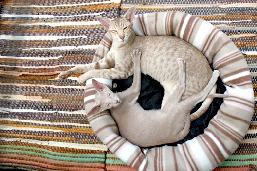 Portada de gatos en cama