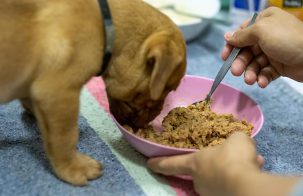 Portada comida húmeda para perros