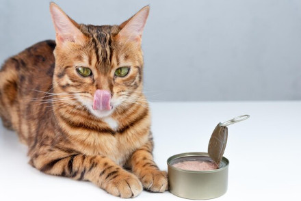 Portada comida húmeda para gatos