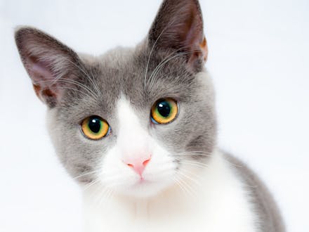 Portada gatos adultos