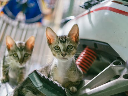 Portada gatos pequeños