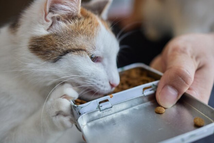 Portada snacks para gatos