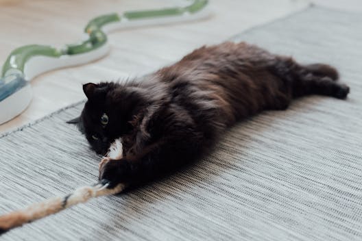 Portada gato jugando