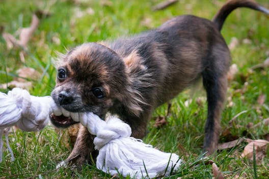 Portada perro jugando