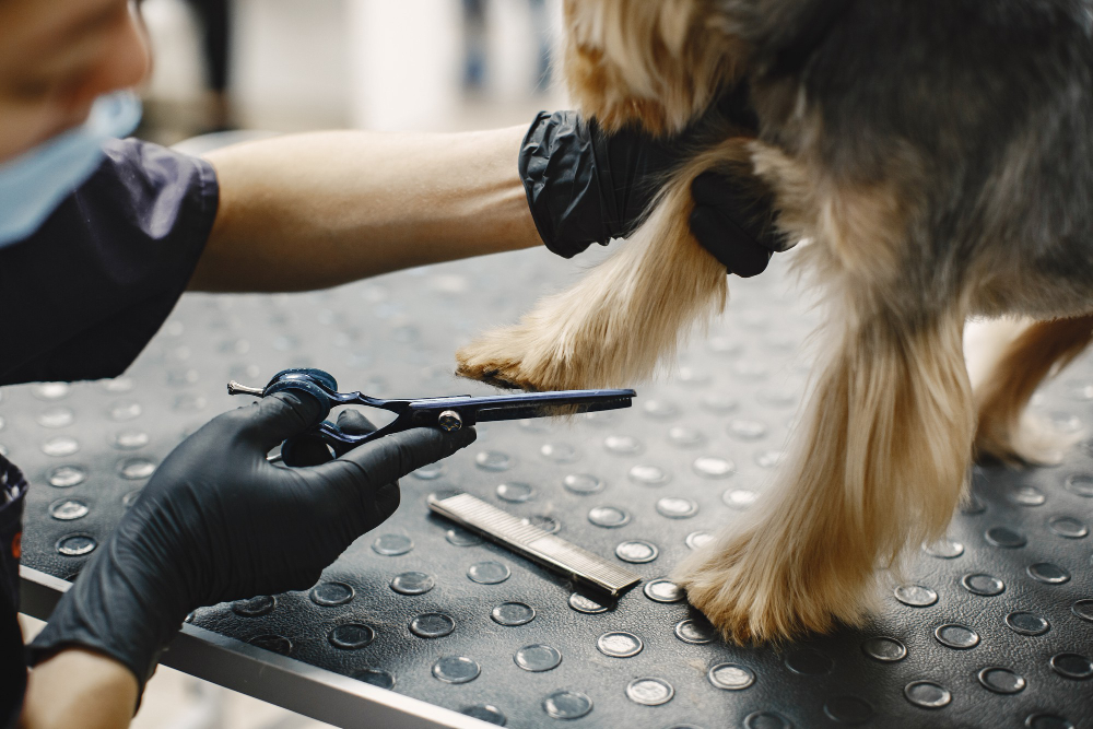 Peluquero/a canina haciendo su trabajo