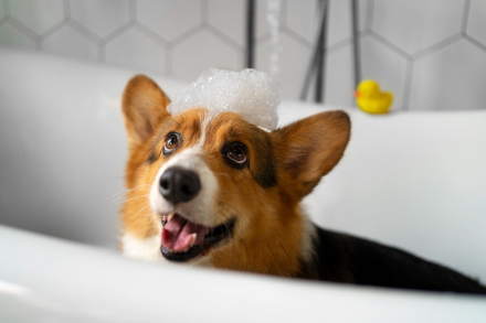 Portada perro en bañera