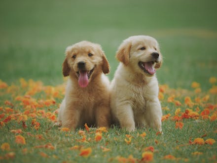 Portada perros junior