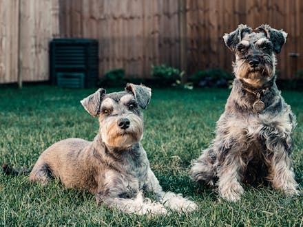 Portada perros medianos