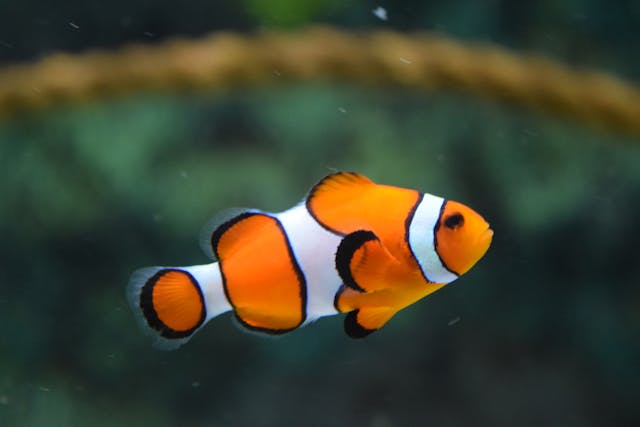 Portada peces