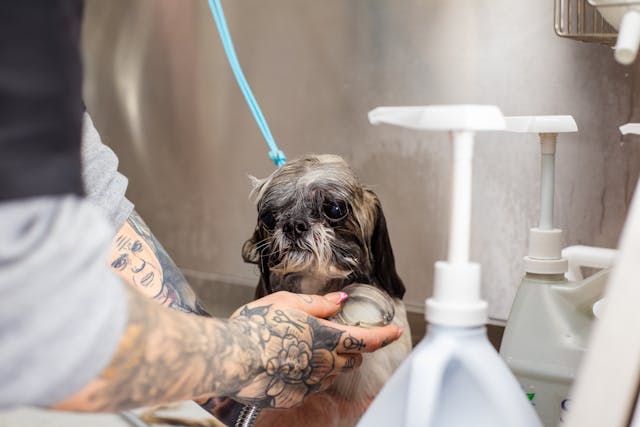 Portada champús, colonias, etc, perro siendo bañado