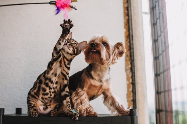 Portada juguetes mascotas