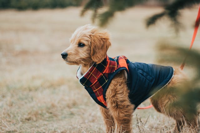 Portada moda perro con abrigo