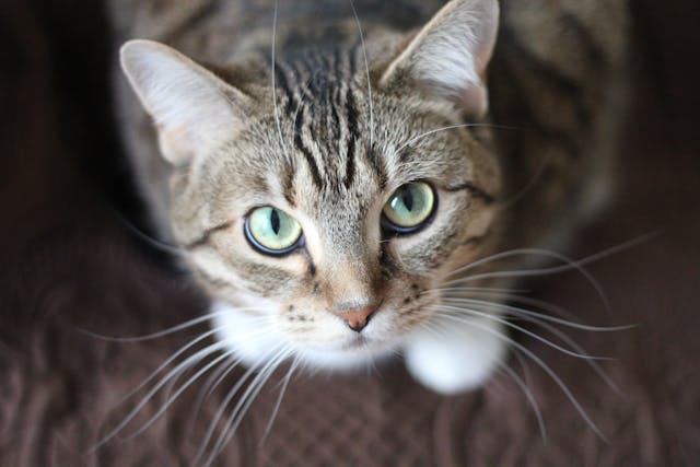 Portada gatos
