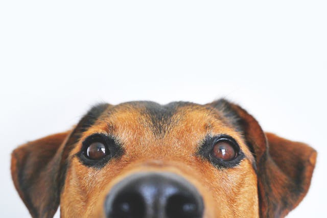 Portada perros