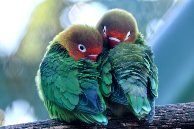 Portada aves