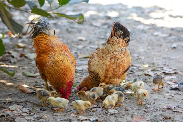 Portada animales de granja