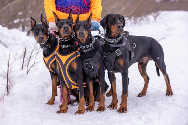 Portada perros con arneses y collares
